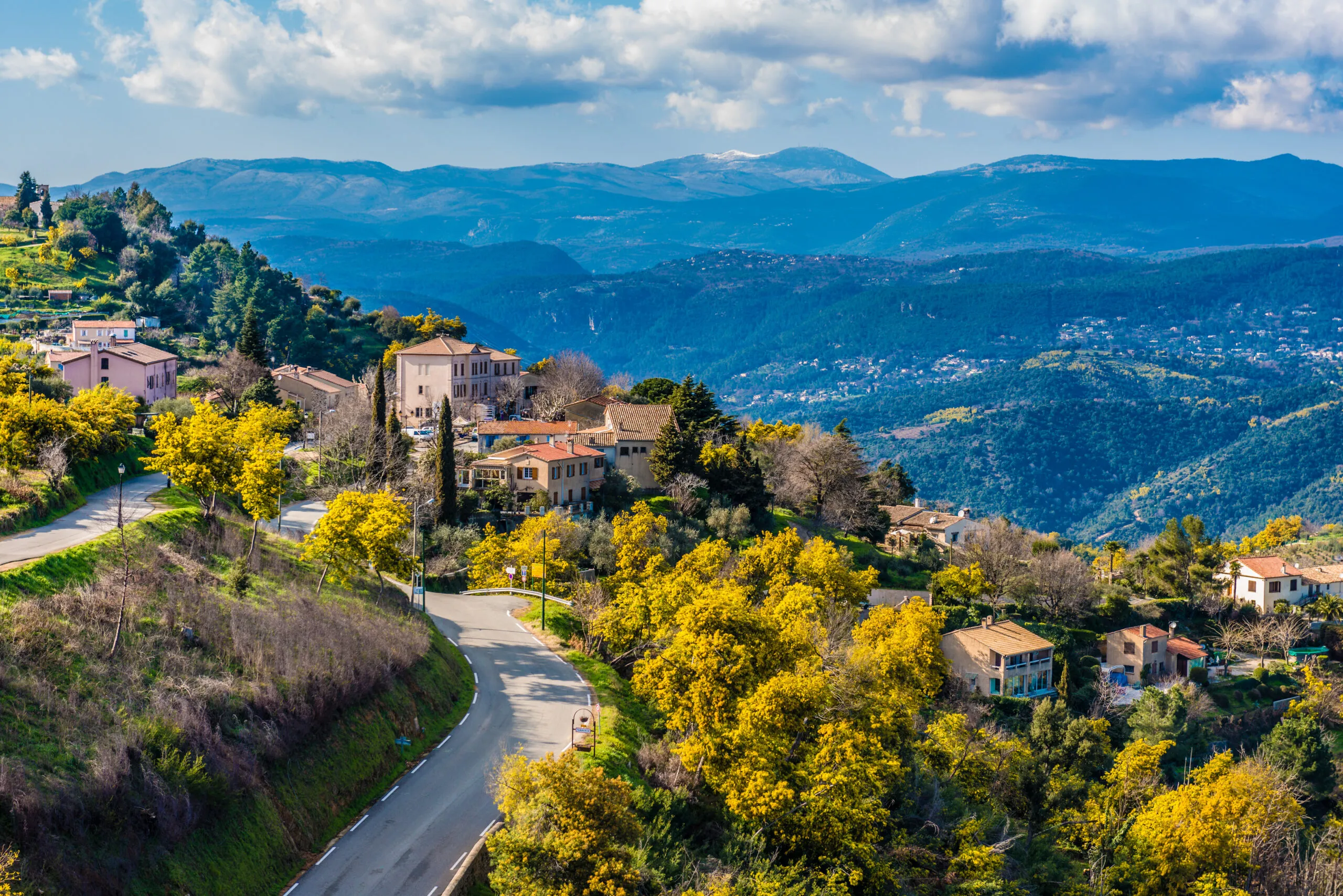Tanneron – vue panoramique sur le massif de mimosa